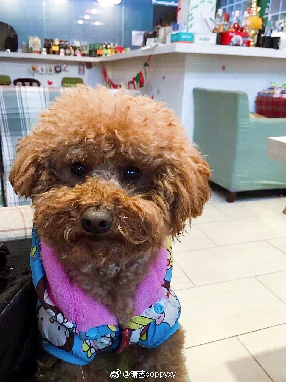 羊毛毡泰迪（图ZNzY1NjM4ODQ=） - 其他手工艺 - 站酷设计师猫饭catfan原创素材 - 站酷ZCOOL