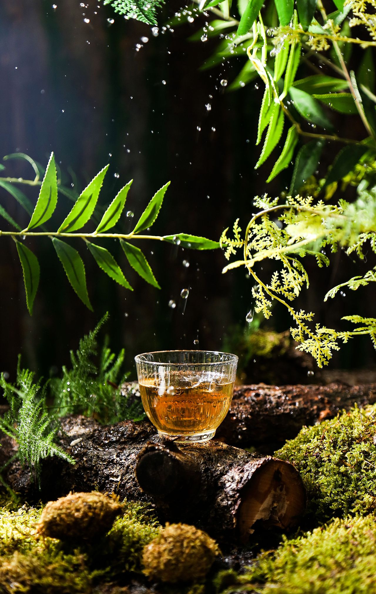 2021合集|焦糖猫