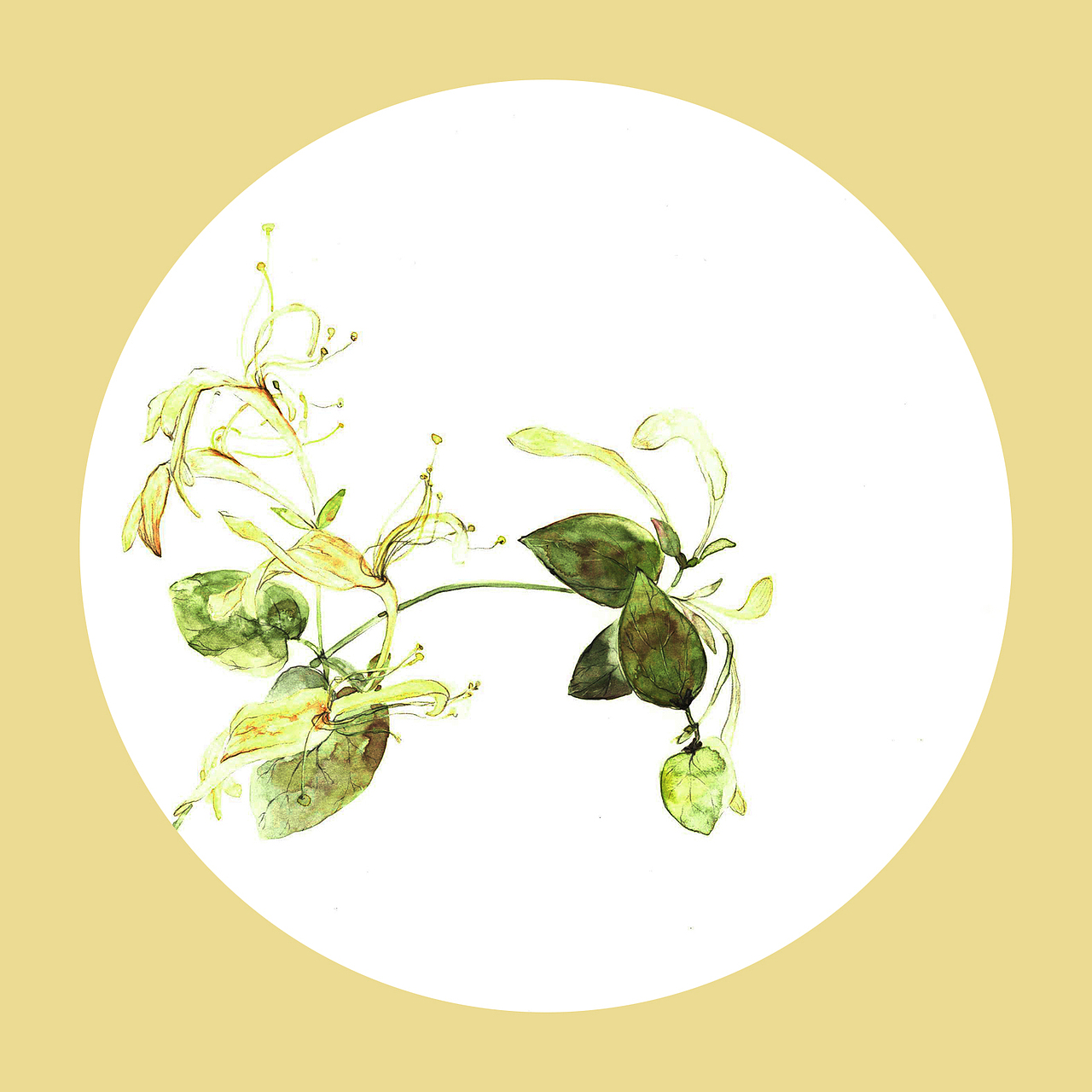 植物生长——金银花（图ZMTAxNDE5MDUy） - 创作习作 - 站酷设计师77糖小逗原创素材 - 站酷ZCOOL