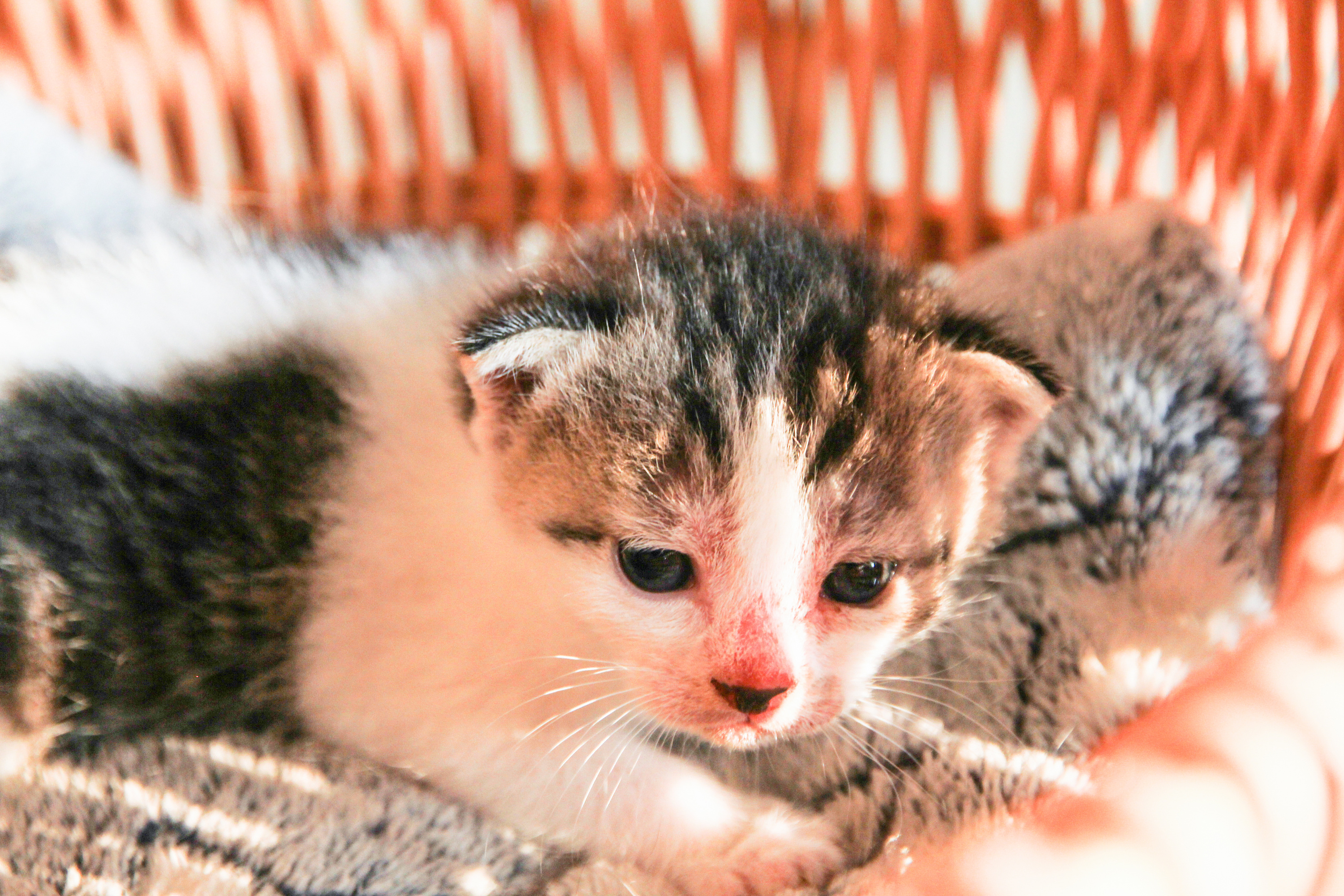 出生不久的小奶猫.