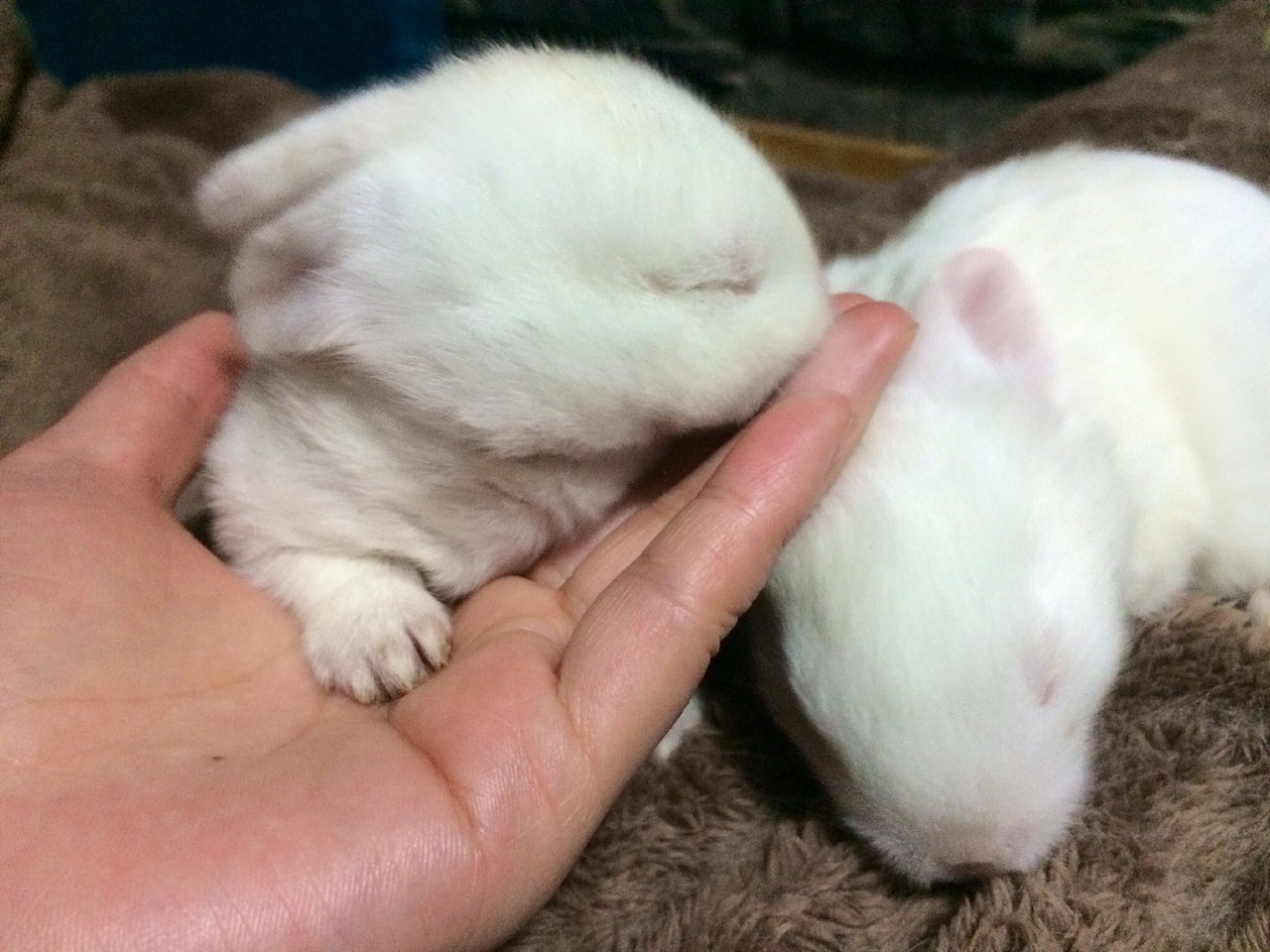 小灰小白和它们的宝贝（图ZNDYzNzY2MzI=） - 宠物摄影 - 站酷设计师绵羊团子原创素材 - 站酷ZCOOL