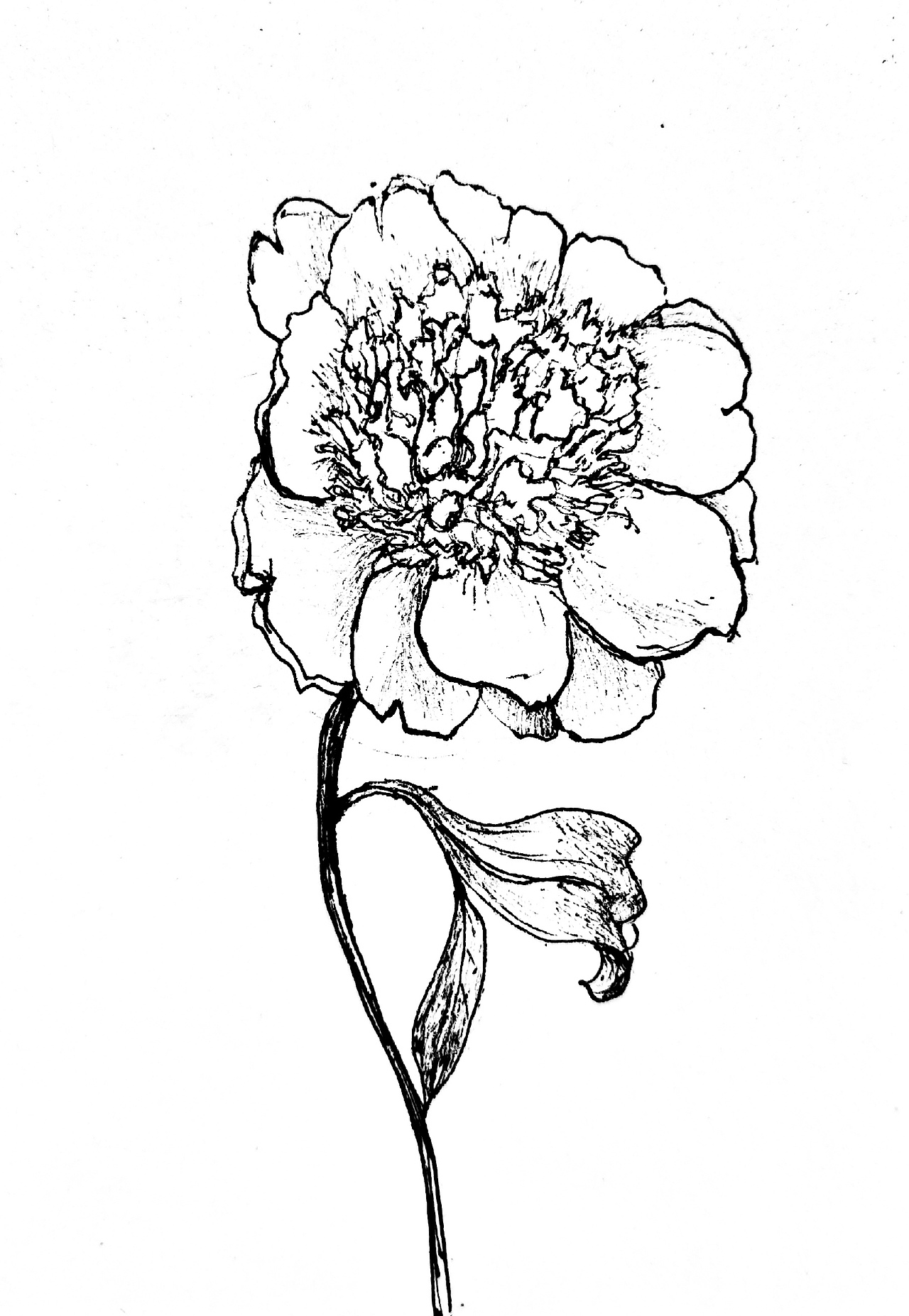 线稿（图ZMTk4MTI4OTQ4） - 图案 - 站酷设计师祥明原创素材 - 站酷ZCOOL