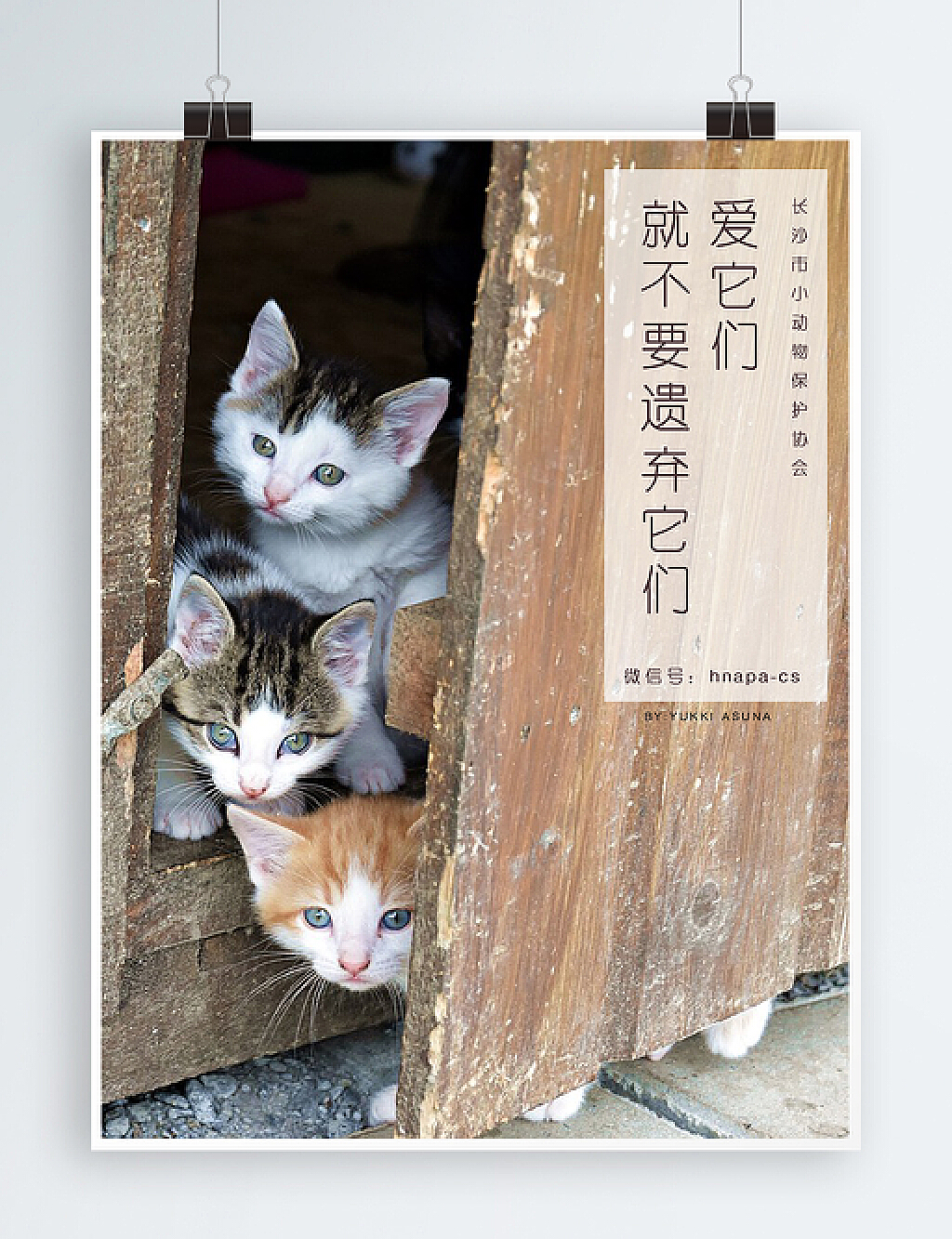 国际无家可归的动物天 在箱子猫抢救的逗人喜爱的动画片小猫，保护，收养概念 向量例证 - 插画 包括有 自由, 小猫: 86070161