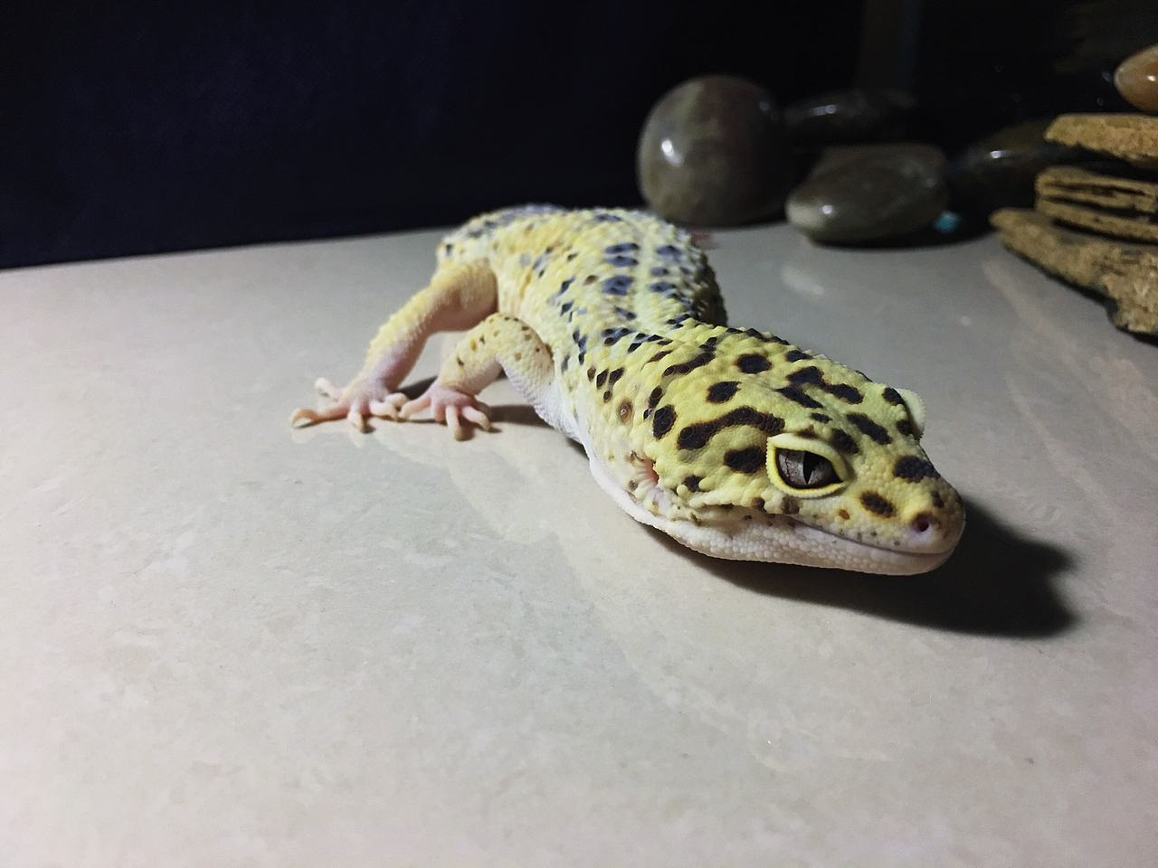 儿砸～闺女们[z加油][z加油]（图ZMTU0Nzk3NjU2） - 宠物摄影 - 站酷设计师JudeChu3787原创素材 - 站酷ZCOOL