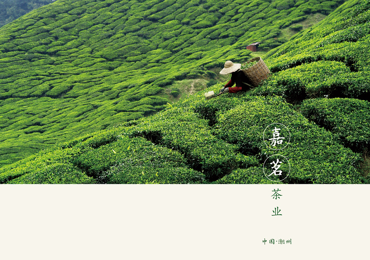 嘉茗茶業(yè)-品牌宣傳畫冊（圖ZMTgyNzk2NjQw） - 書籍/畫冊 - 站酷設(shè)計師有光餐飲品牌策劃原創(chuàng)素材 - 站酷ZCOOL