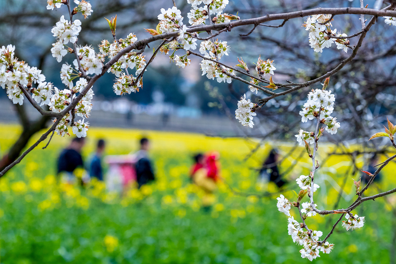 重庆南川：踏青赏花享春光（图ZMTQ3NjU3NDcy） - 人文/纪实摄影 - 站酷设计师qmb1119原创素材 - 站酷ZCOOL