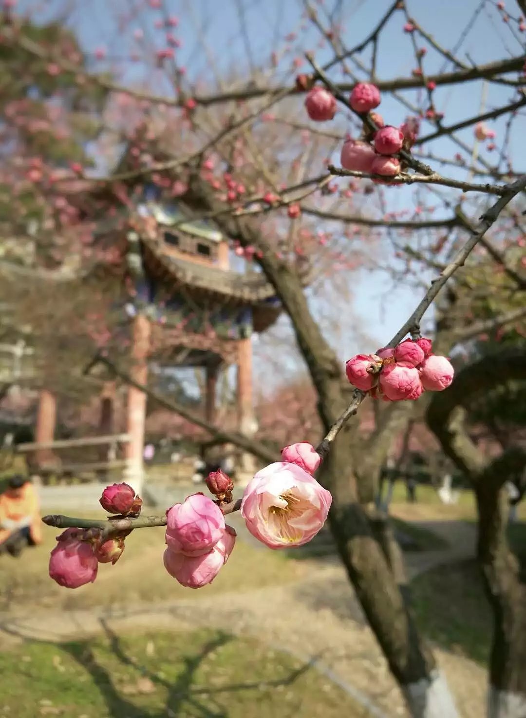 梅花开之修图篇(工具软件:snapspeed)