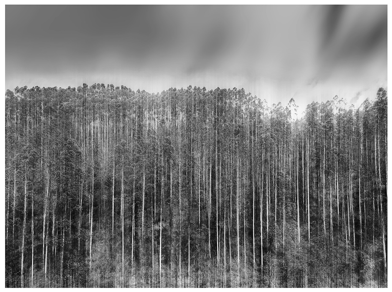 森林（图ZMjA5NzE5NTg4） - 风光摄影 - 站酷设计师zhaohaijung原创素材 - 站酷ZCOOL