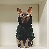 Foratadalo的头像