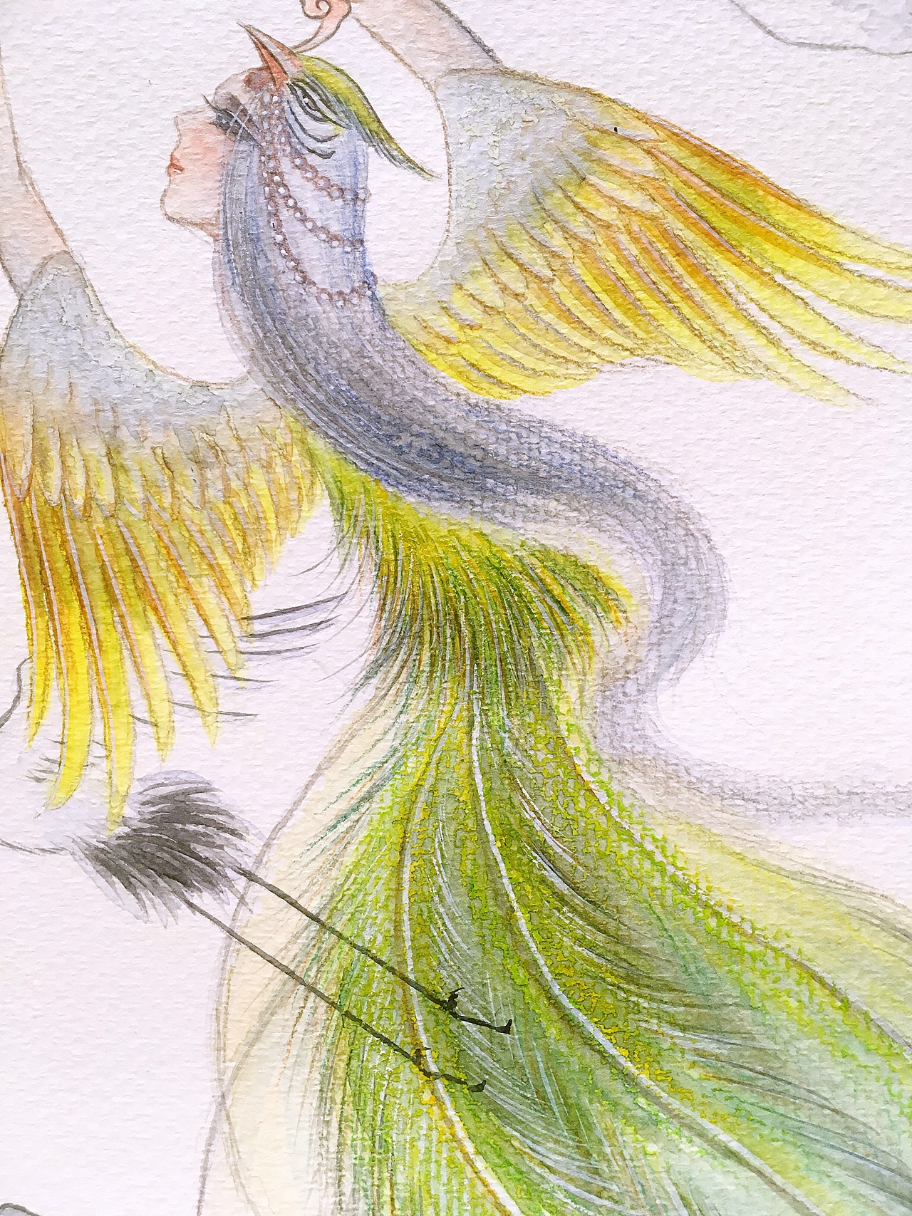 水彩插画(凤仙)（图ZMTE5ODMzNTM2） - 艺术插画 - 站酷设计师画师云木原创素材 - 站酷ZCOOL