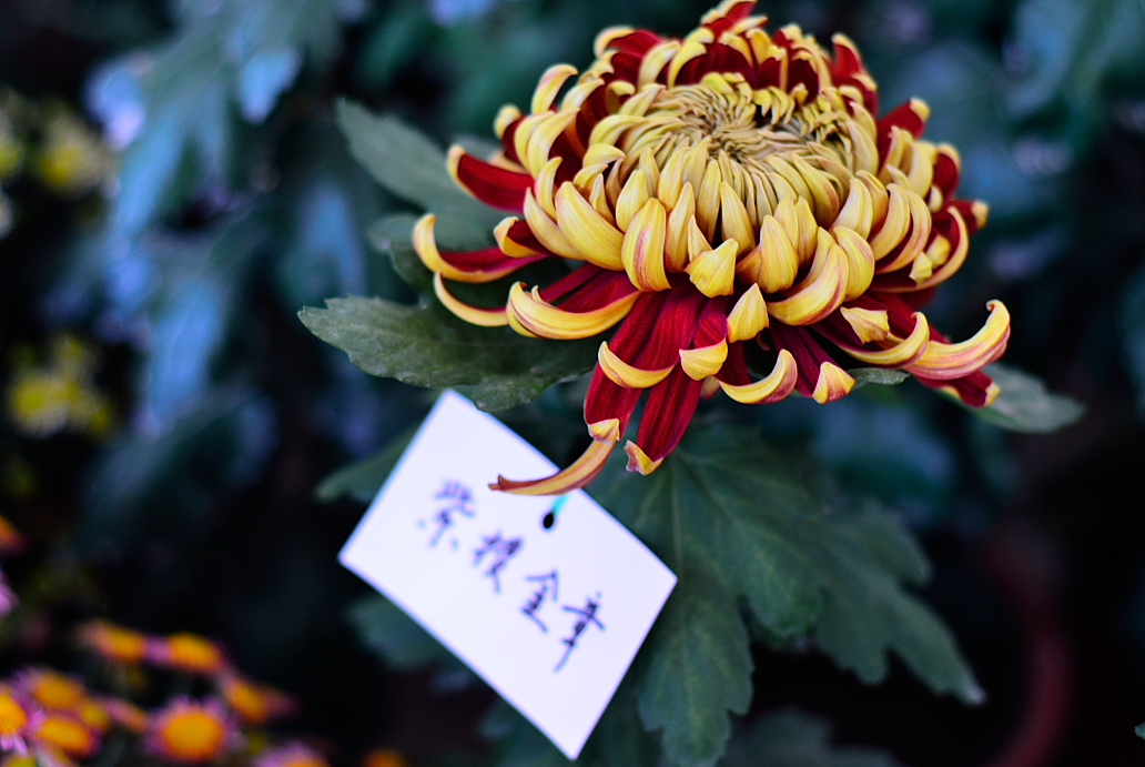 最美菊花韵，淡淡总相随（图ZMTIwNDk4NzY=） - 风光摄影 - 站酷设计师Echolhy原创素材 - 站酷ZCOOL