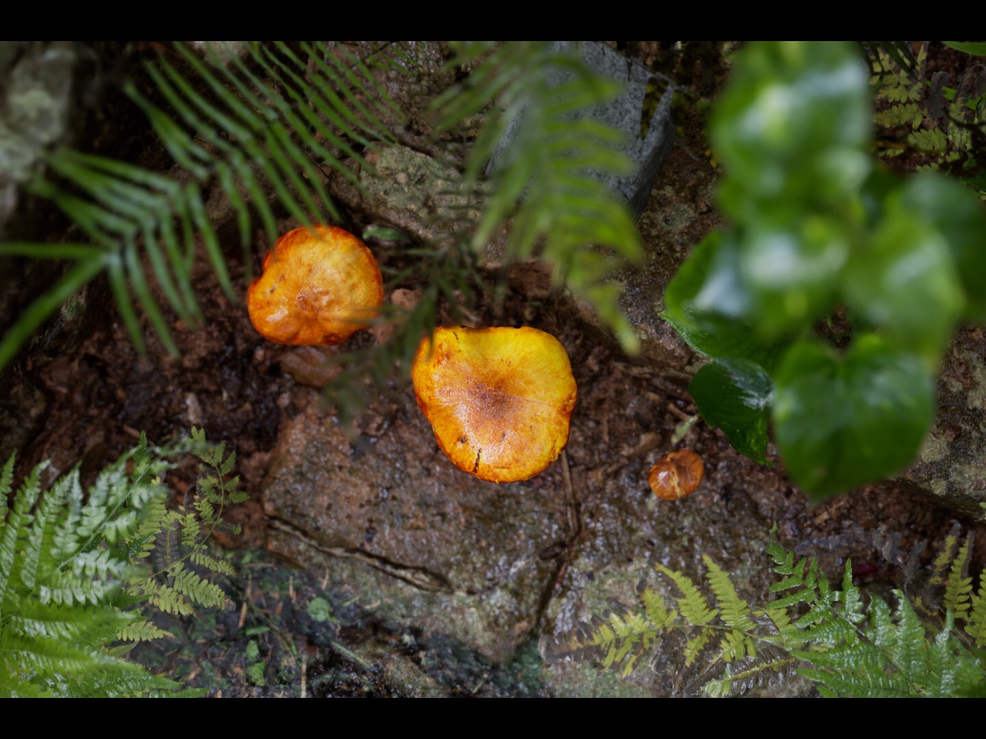 雨后 蘑菇 练习