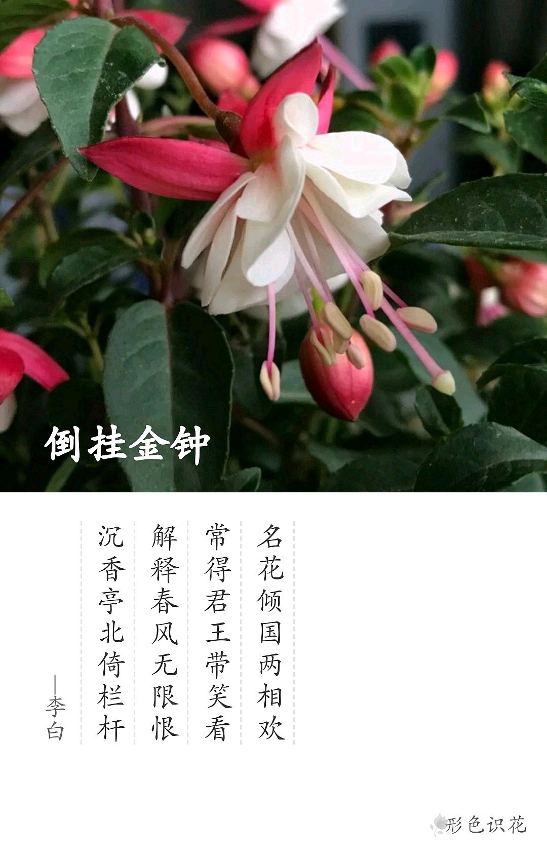 绿植花型一览（图ZMTM2MDM4NzQ4） - 产品摄影 - 站酷设计师左I可原创素材 - 站酷ZCOOL