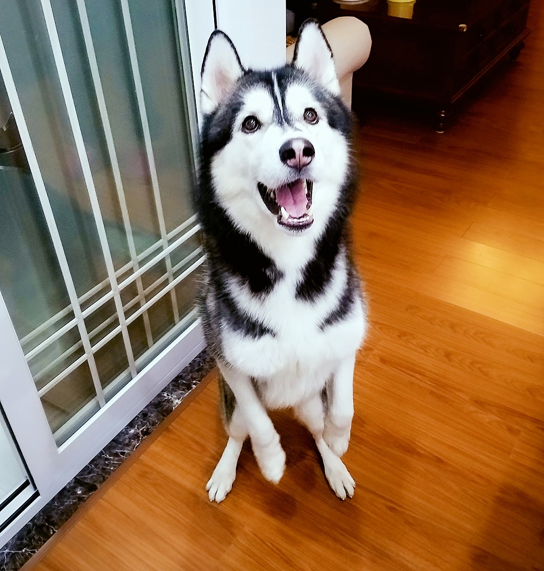 家有二哈|摄影|动物|valeriez - 原创作品 - 站酷 (zcool)