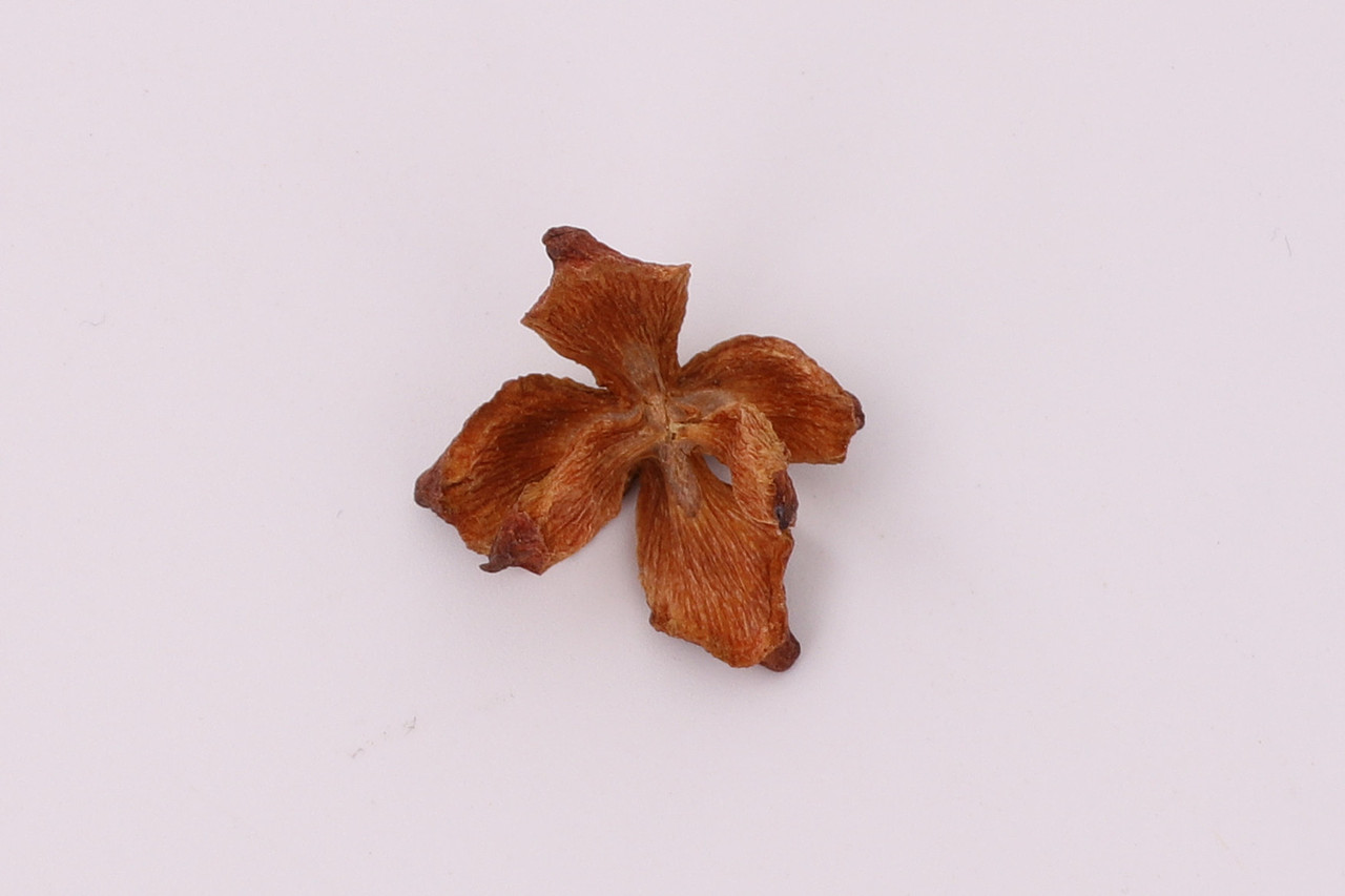 B10鲜花园艺\C11-永生花干花\V02柏壳-X1-QM（图ZMjU1NzcwNzAw） - 产品摄影 - 站酷设计师图海网原创素材 - 站酷ZCOOL