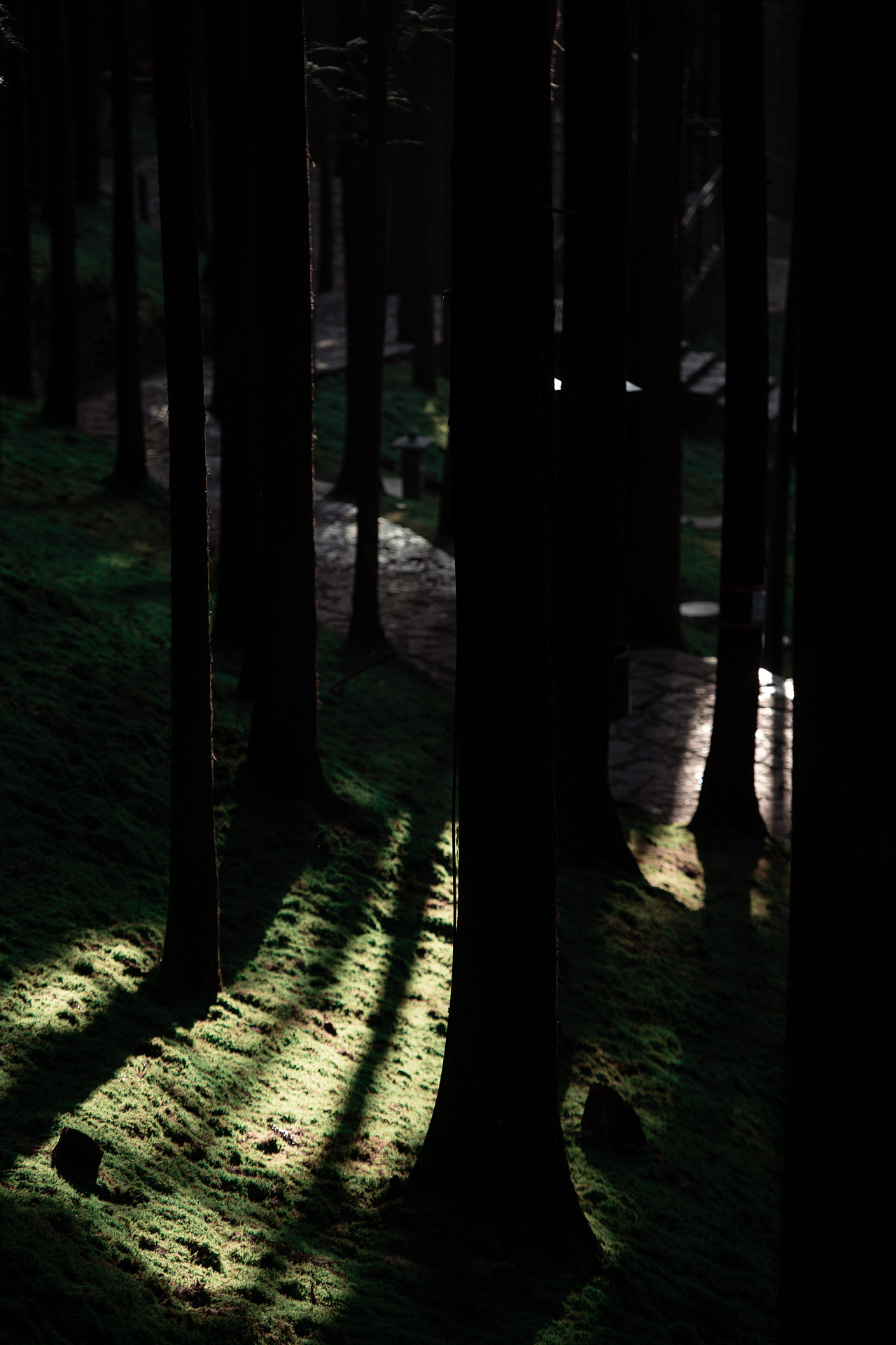 只出现在电视里的森林（图ZMzY1NDU0NjMy） - 风光摄影 - 站酷设计师三斤三斤三斤原创素材 - 站酷ZCOOL