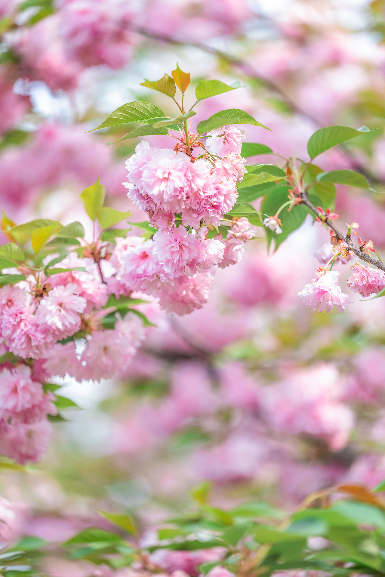 櫻花林（圖ZMzE1MTM2MDM2） - 人像攝影 - 站酷設(shè)計(jì)師糊涂仙人LEO原創(chuàng)素材 - 站酷ZCOOL