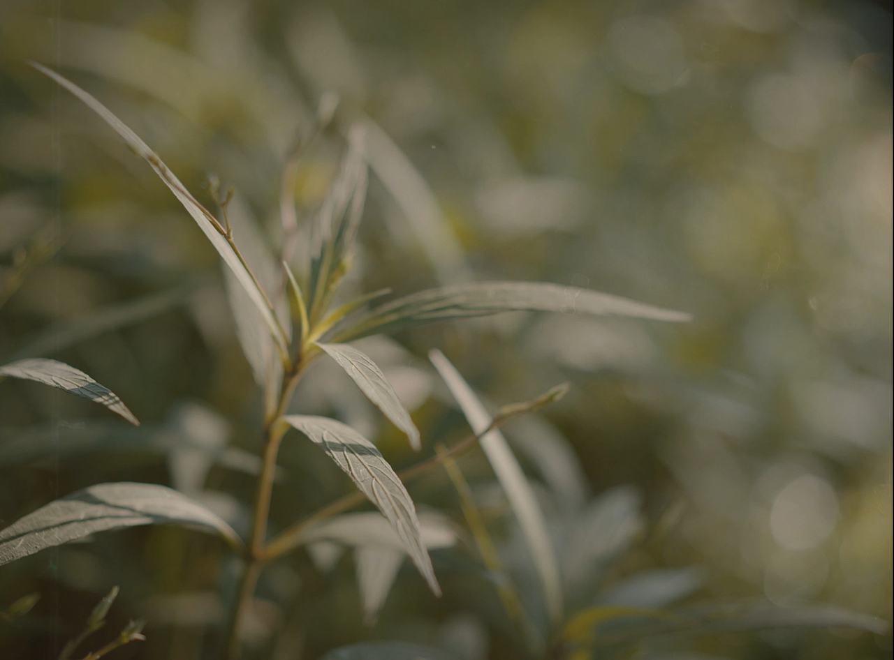 游曳色彩 · 倾仰微光