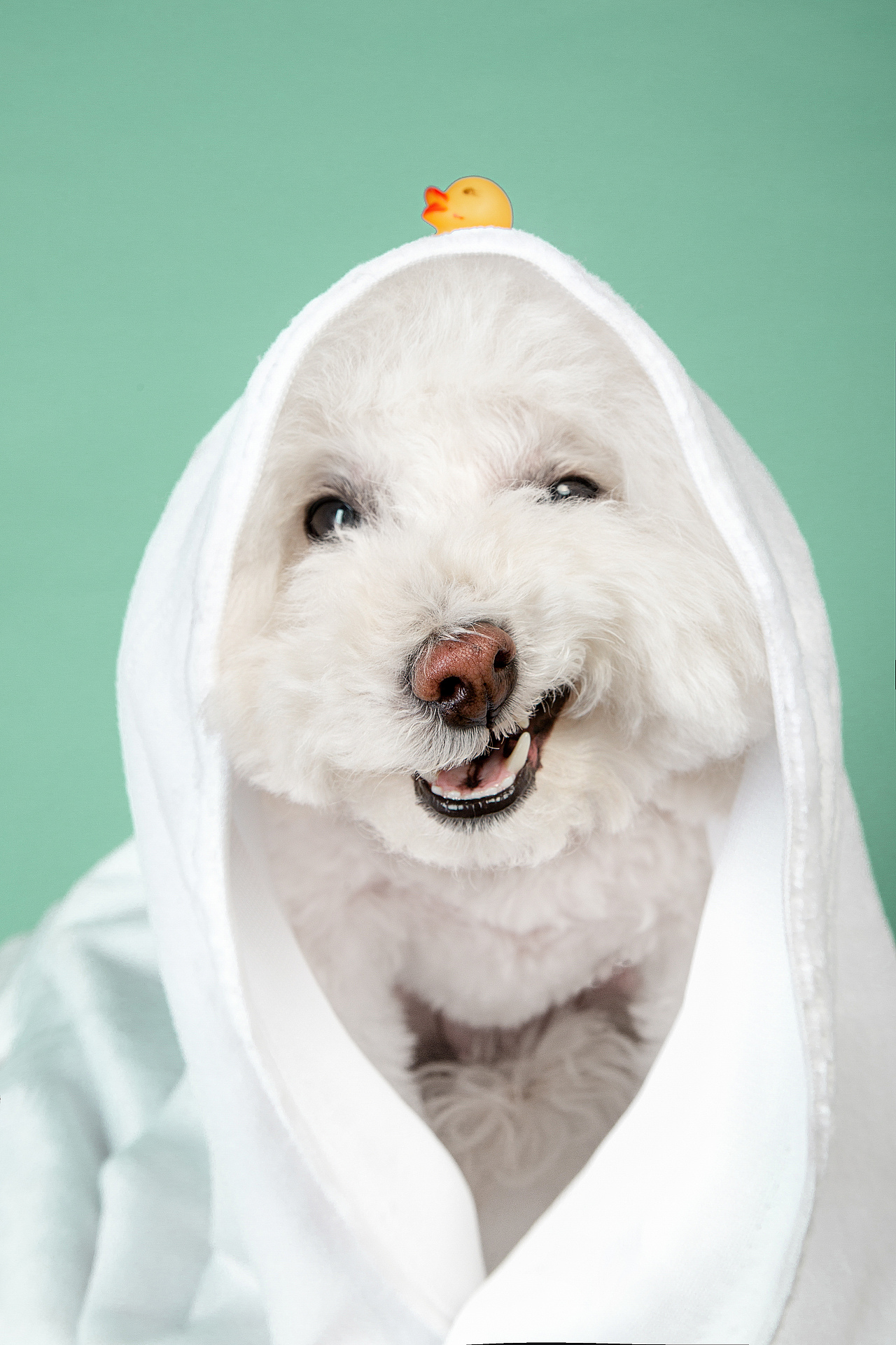 【動物照相館】合集