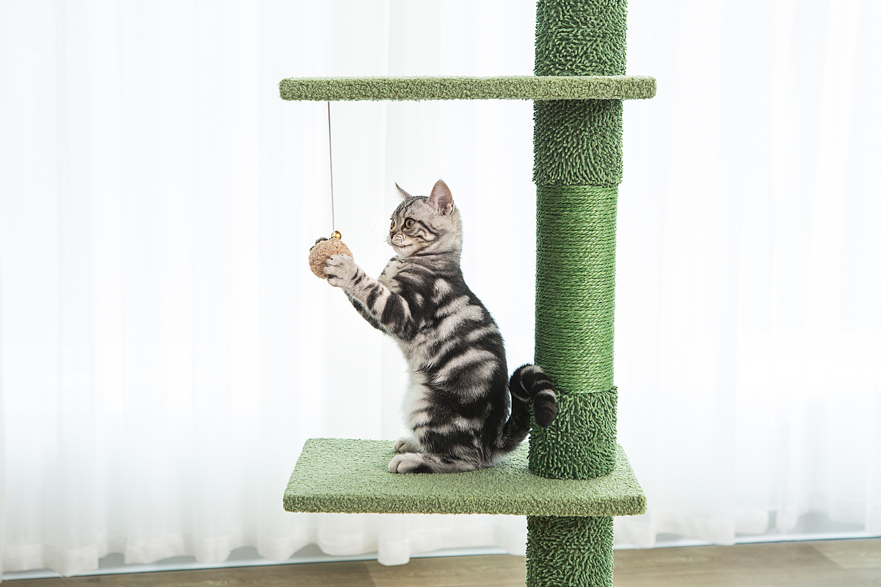 通天猫爬架拍摄丨宠物产品拍摄丨宠物用品拍摄