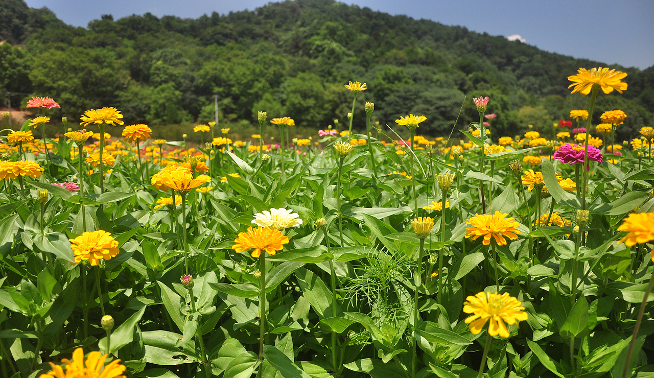 摄丨2016年浙江-江山西山花海（图ZNzEyNTM5NDA=） - 风光摄影 - 站酷设计师Aries丶垚原创素材 - 站酷ZCOOL