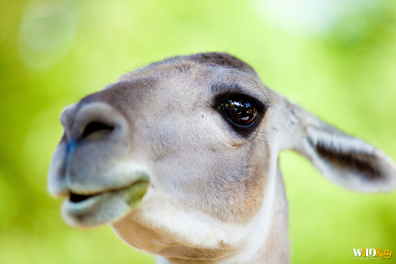 《生命和爱365》合集 I（图ZMTg0NTAwMzEy） - 宠物摄影 - 站酷设计师WildKay原创素材 - 站酷ZCOOL