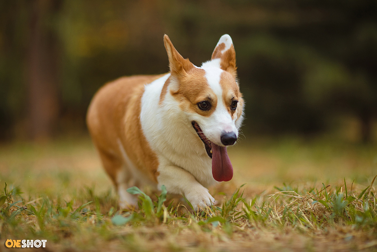 感受一下一只全速向你驶来的激萌小短腿（图ZMTc2NjExMzk2） - 宠物摄影 - 站酷设计师WildKay原创素材 - 站酷ZCOOL