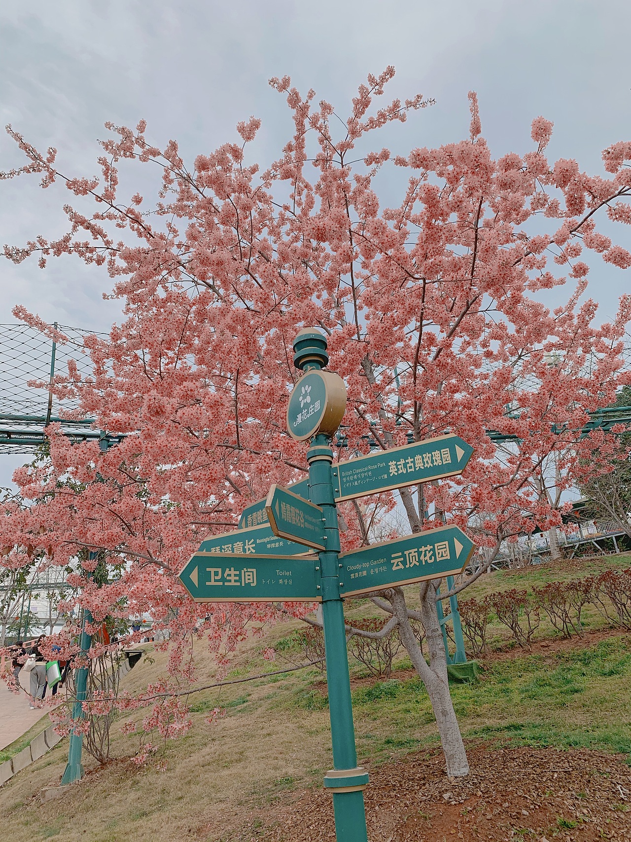 樱花盛开（图ZMjQzMjA3ODMy） - 人像摄影 - 站酷设计师Crystal11gao原创素材 - 站酷ZCOOL