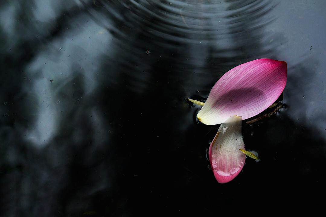水中之荷花开花落