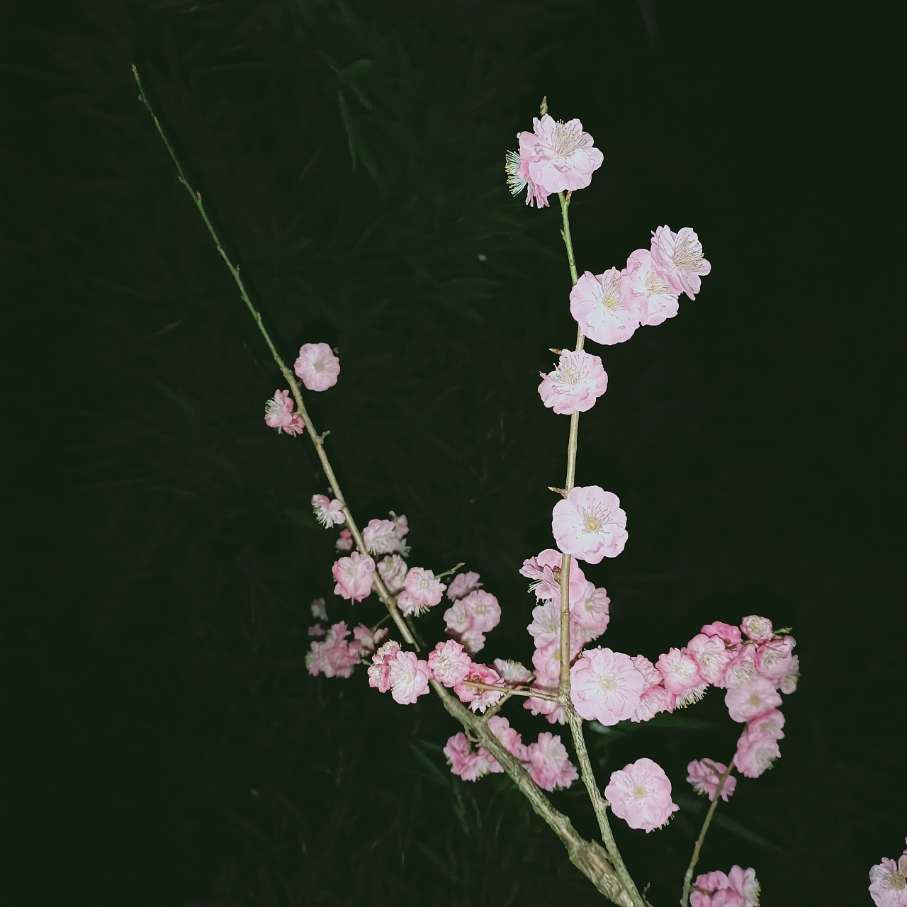 [转载]实拍武汉樱花，作为世界三大樱花之都，磨山夜色美得令人沉醉_容易皆自然A_新浪博客