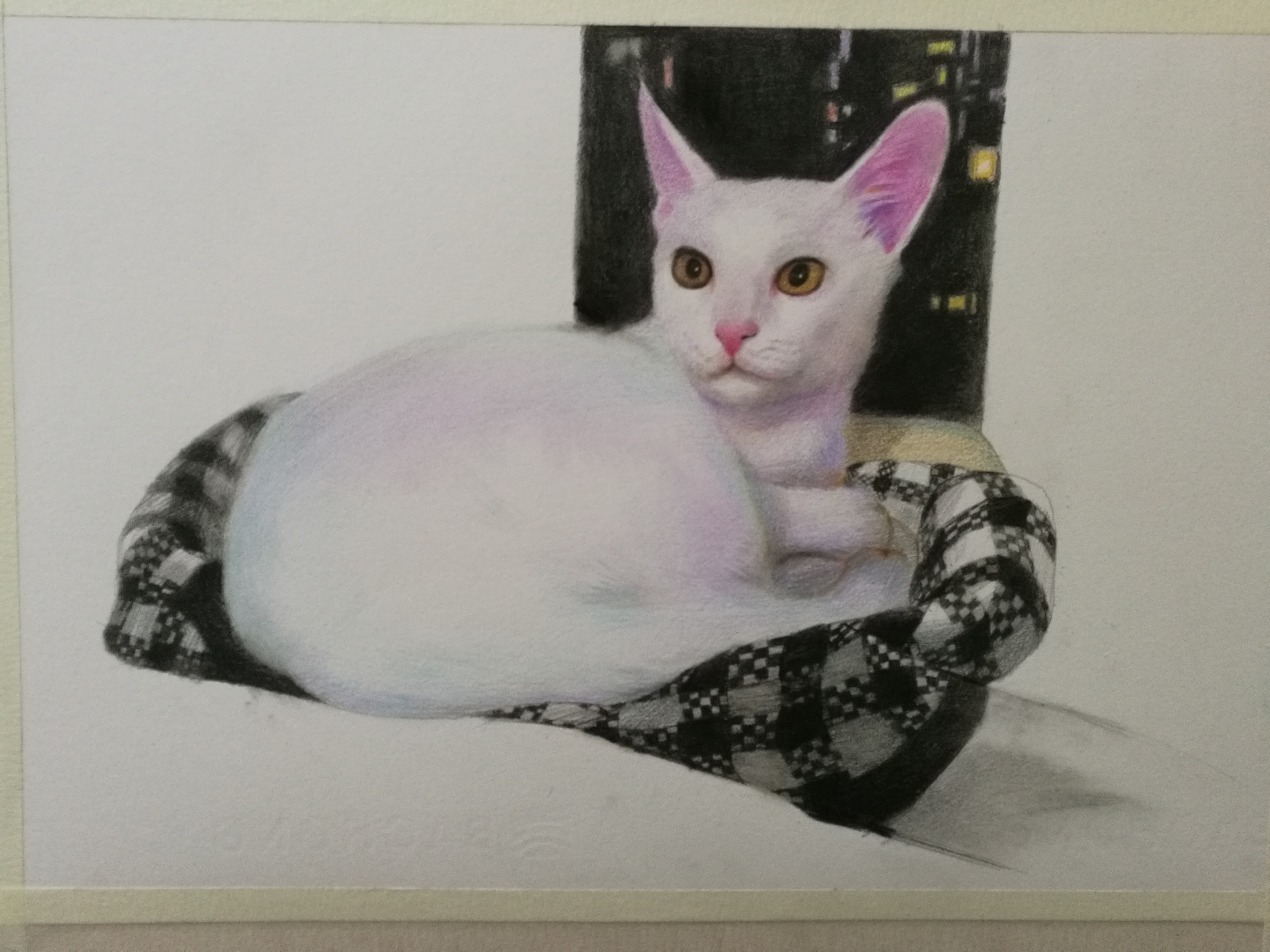 彩铅的白猫