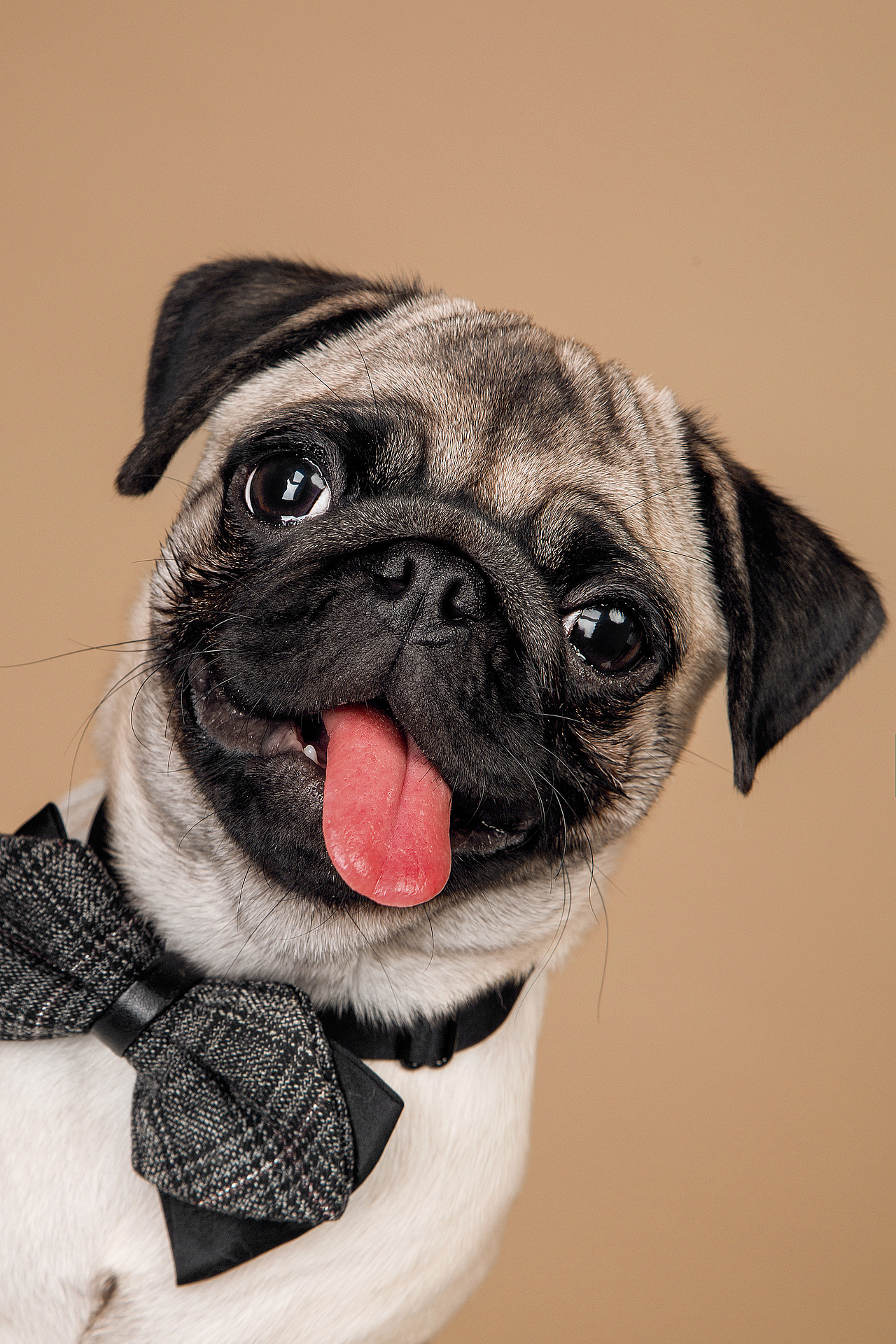 【动物照相馆】巴哥