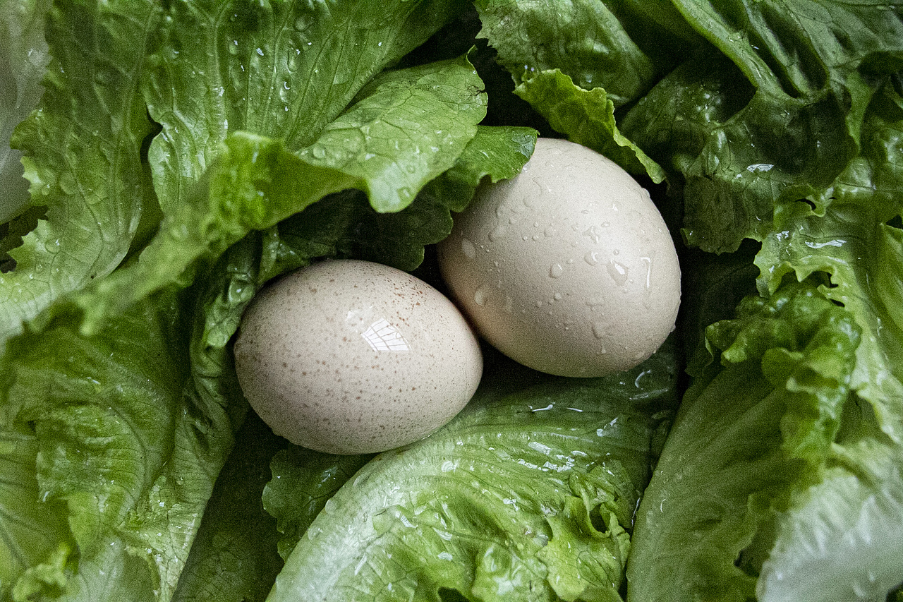 《非蛋》（图ZMjA2MTM2ODY4） - 产品摄影 - 站酷设计师鸽帕Gop原创素材 - 站酷ZCOOL