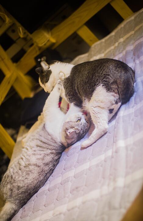 这两个小家伙在我家打打闹闹的日常