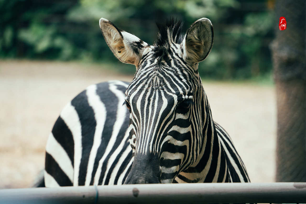 随手拍·广州动物园(兽类)（图ZMzM1ODA3MjAw） - 人文/纪实摄影 - 站酷设计师一晨同学原创素材 - 站酷ZCOOL