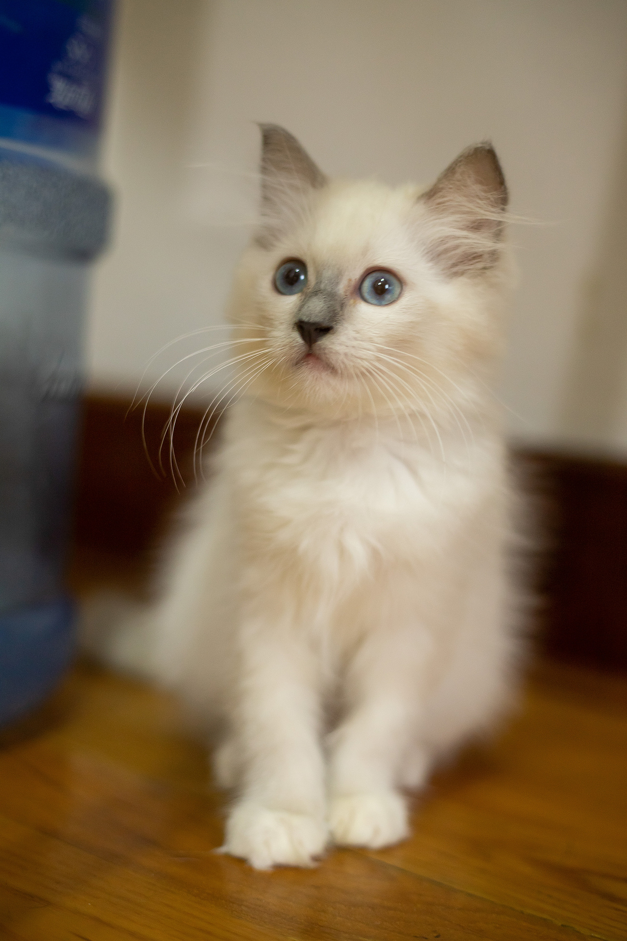 快三个月，有喜欢的吗快点领走（图ZMjI1NjQ4ODA0） - 宠物摄影 - 站酷设计师我爱黎明我爱黎明原创素材 - 站酷ZCOOL