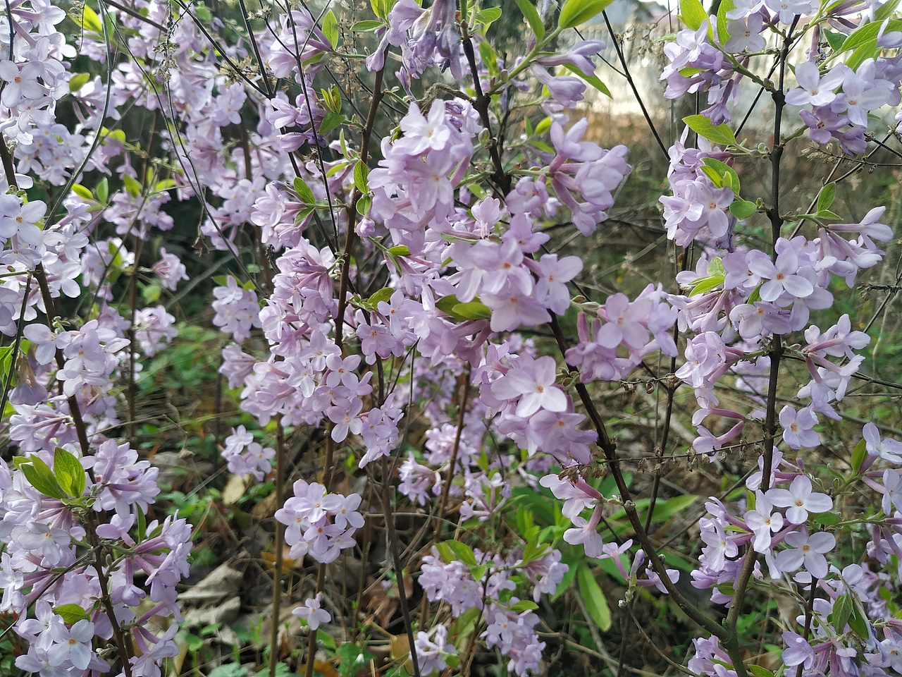 花花花🌸（图ZMjQ3NTk3MDgw） - 风光摄影 - 站酷设计师棋点原创素材 - 站酷ZCOOL