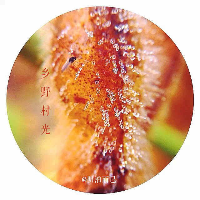 乡野村光之晨曦篇（图ZMjAzNjc5MDA=） - 风光摄影 - 站酷设计师明泊而已原创素材 - 站酷ZCOOL
