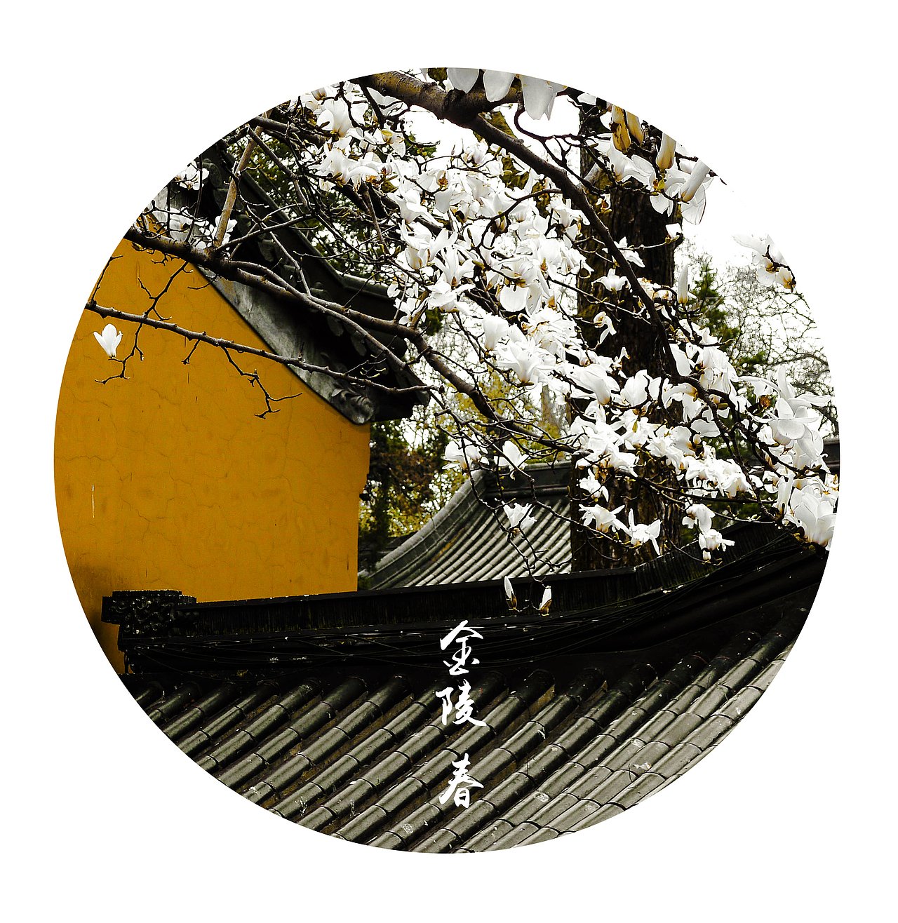 灵谷寺的白玉兰