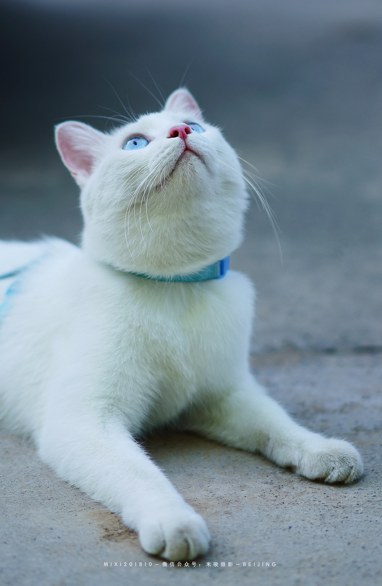 《遛猫吖》米吸摄影