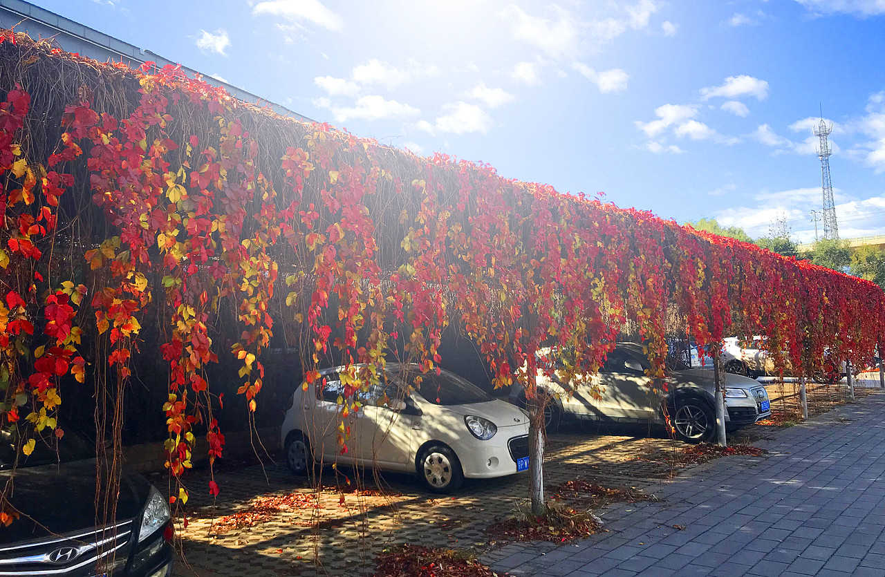 刘勇良手机纪实摄影:北京环保天然停车场