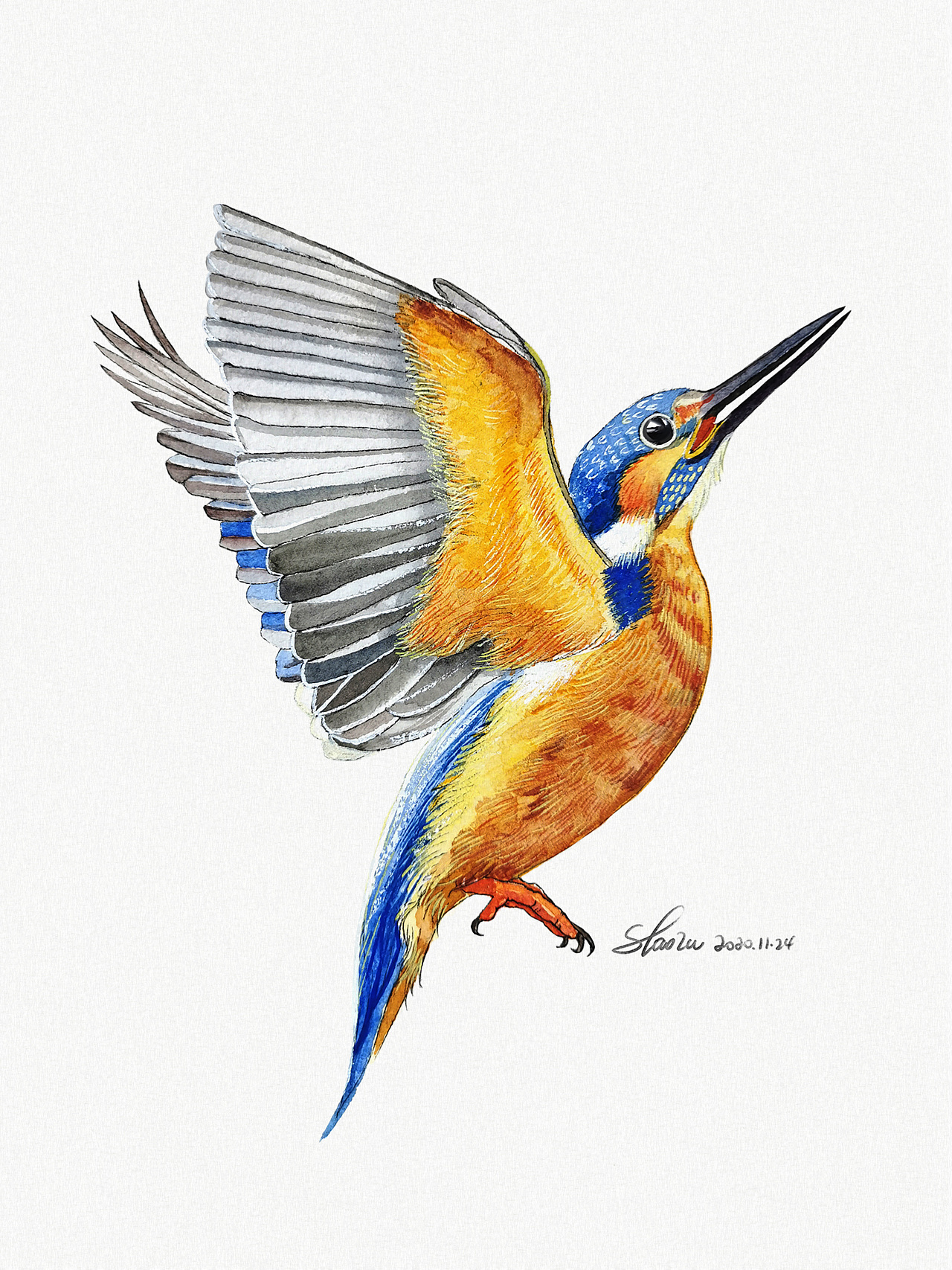 水彩——十一只鸟|插画|商业插画|邵露dew插画 - 原创作品 - 站酷