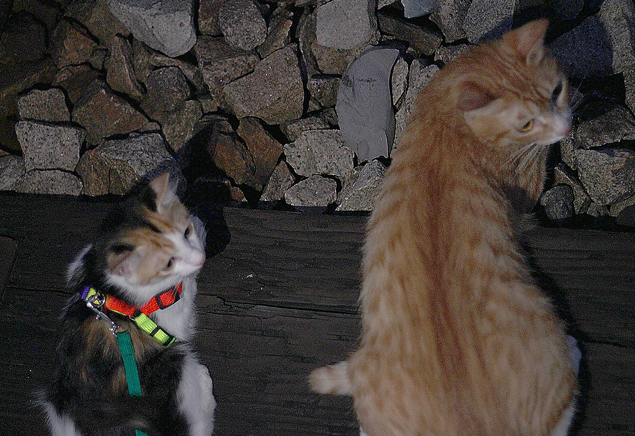 老虎不发威.当我病猫