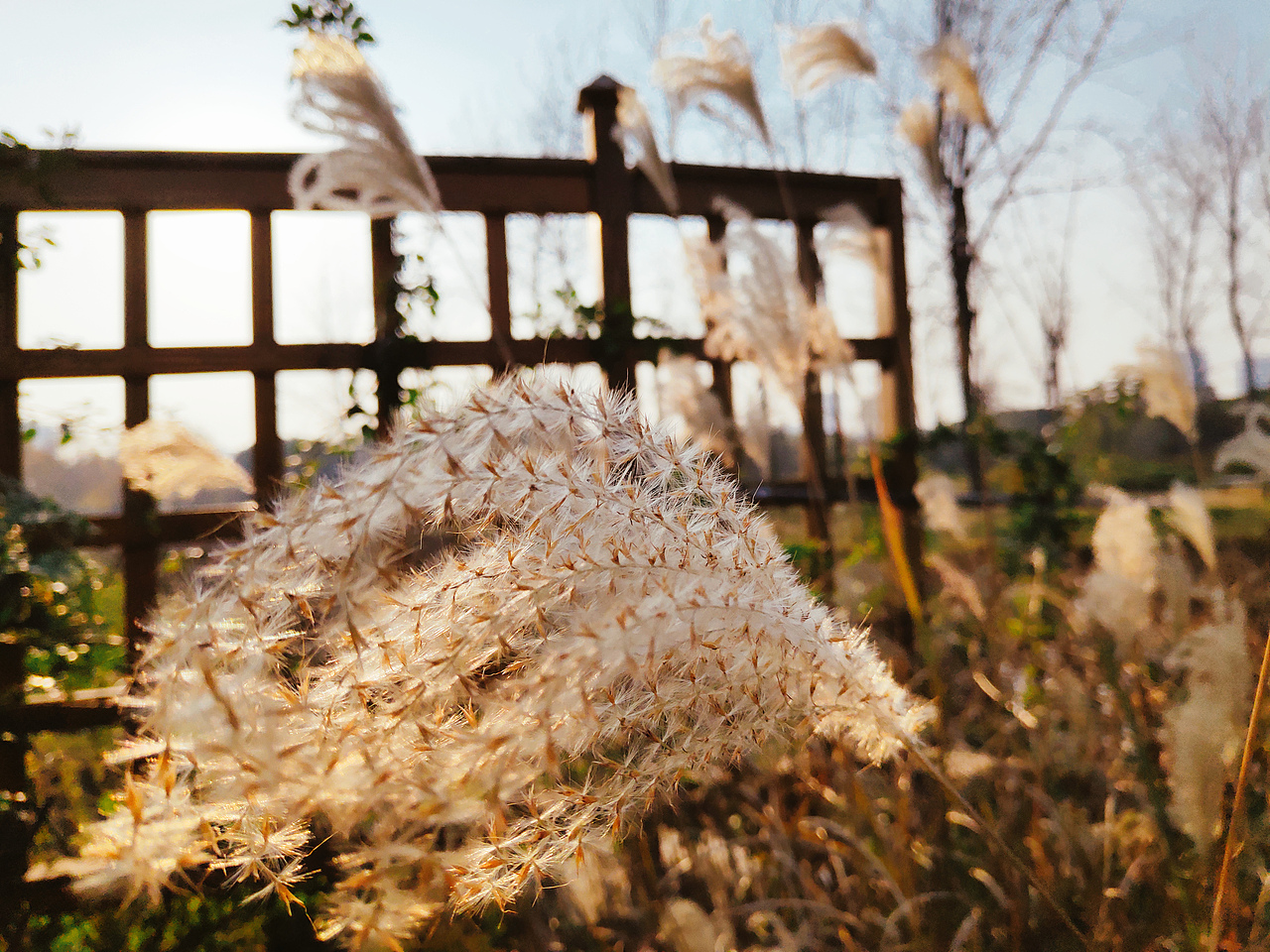 蒹葭苍苍,白露为霜