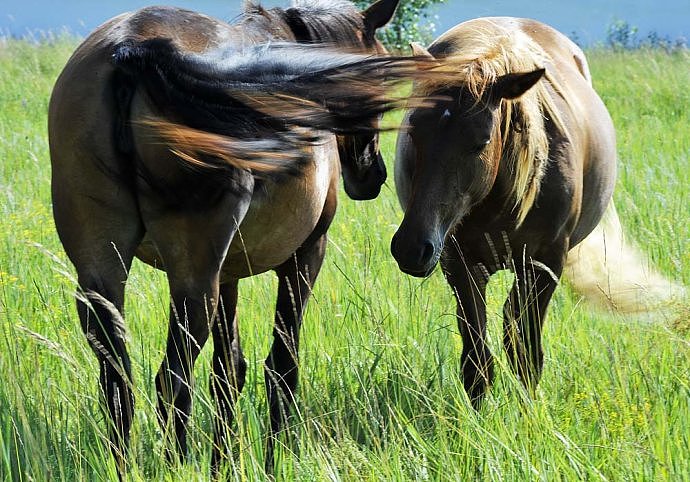 马尾巴的功能（图ZMjg3NzAyNzQ0） - 风光摄影 - 站酷设计师杰米Foto原创素材 - 站酷ZCOOL