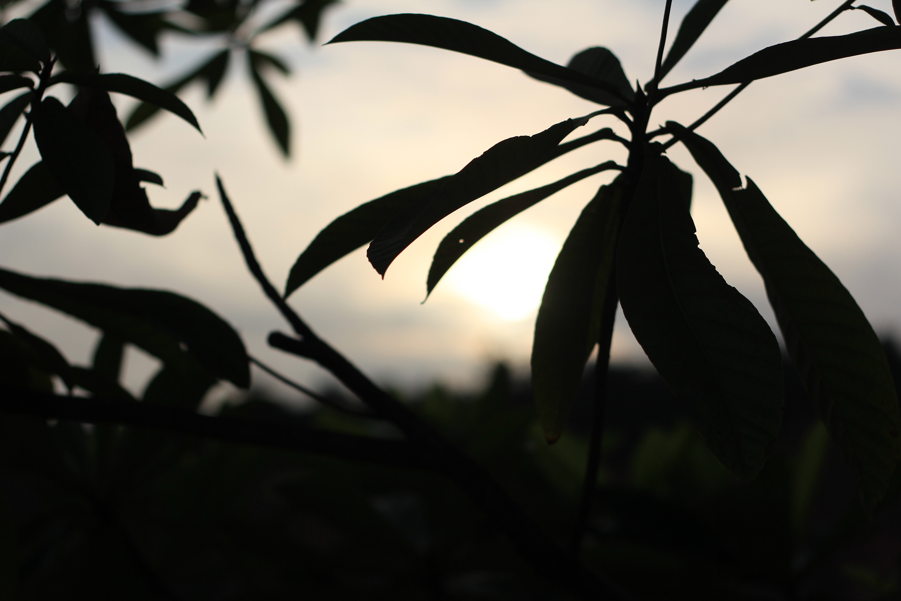 分享16年用单反拍的照片(小试牛刀)拍的不太好
