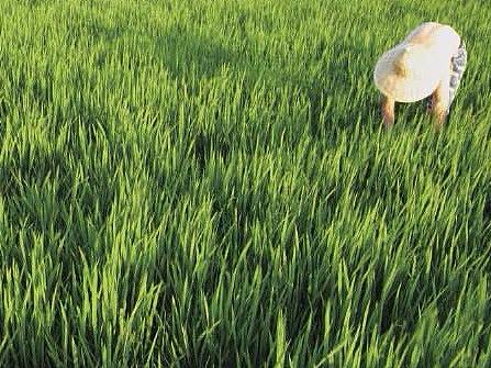 农场折页（个人主页-ZMzM0MzMyMjQ=） - 宣传物料 - 站酷设计师上方谷原创素材 - 站酷ZCOOL