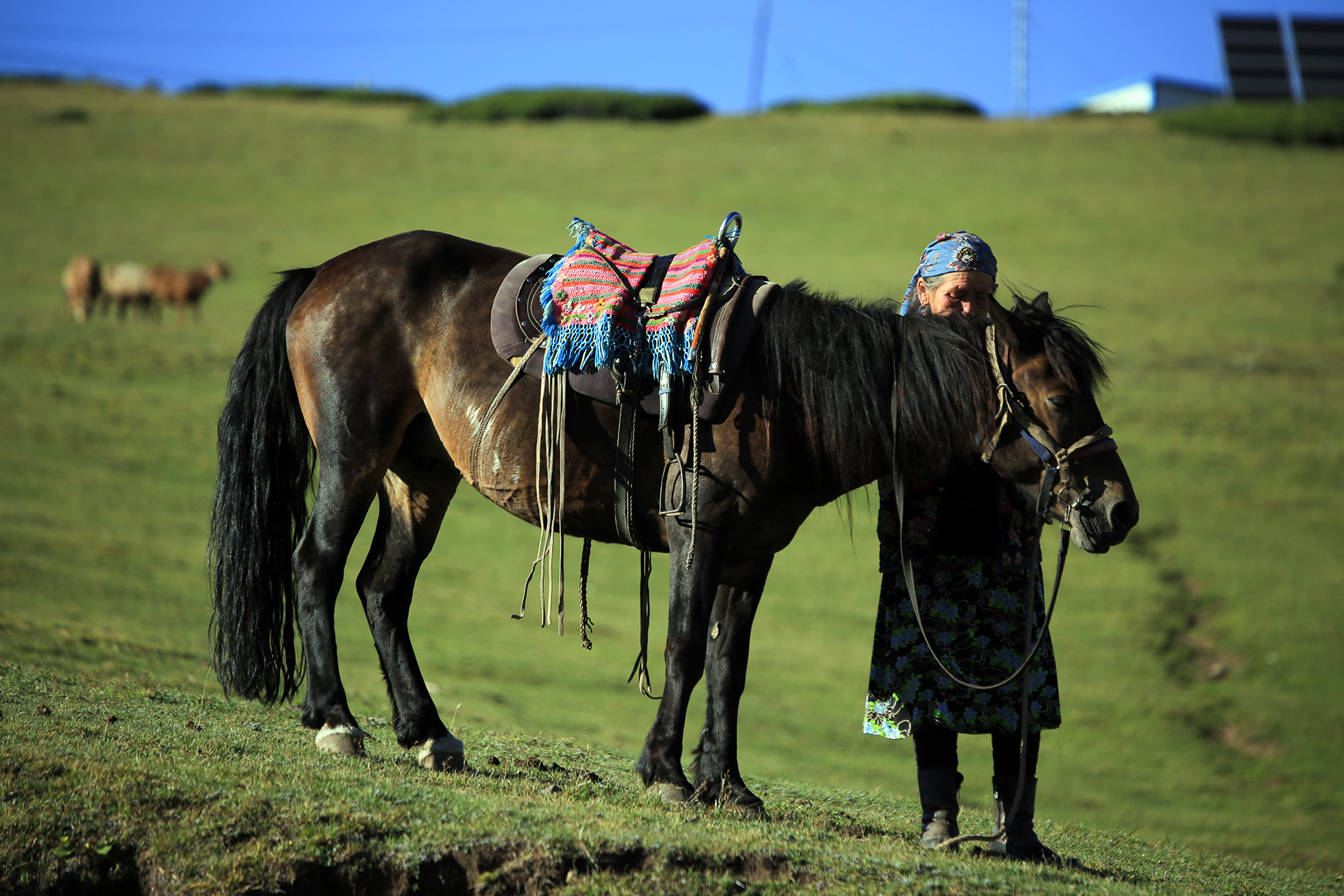 【蒙古影像】带你了解蒙古人的游牧生活-草原元素---蒙古元素 Mongolia Elements