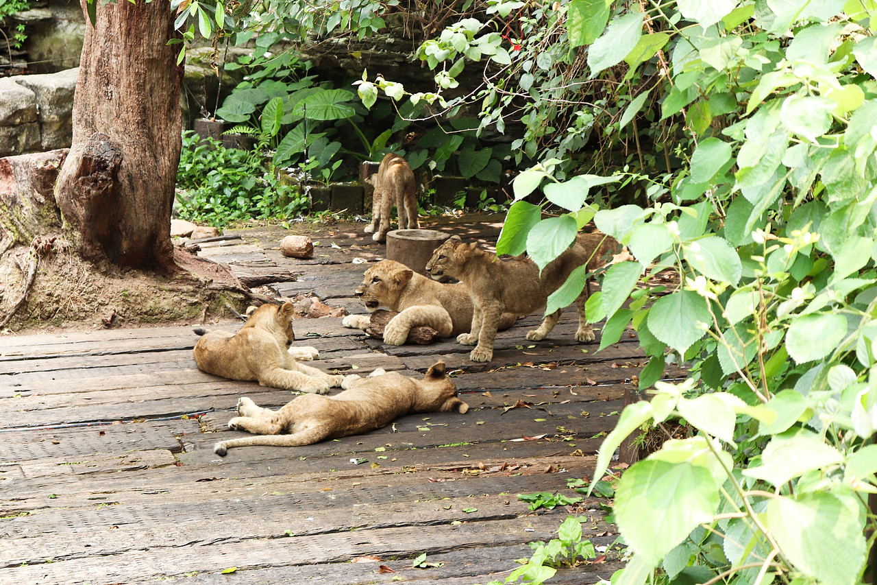 动物拍摄-广州长隆（图ZMjUxNjI3MTg4） - 风光摄影 - 站酷设计师D邓婕原创素材 - 站酷ZCOOL