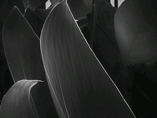 叶之脉络 （手机摄影）（个人主页-ZMzU2NDgzNDg=） - 修图/后期 - 站酷设计师Samletter原创素材 - 站酷ZCOOL